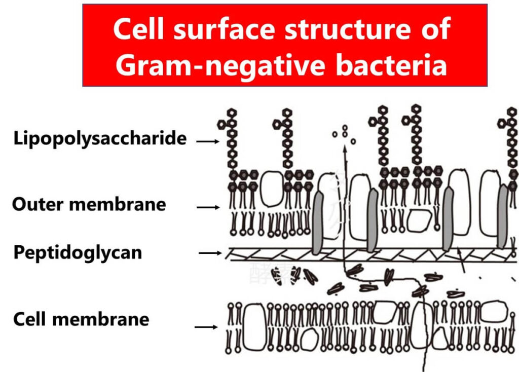 Illustration of the cell surface layer of Gram-negative bacteria.