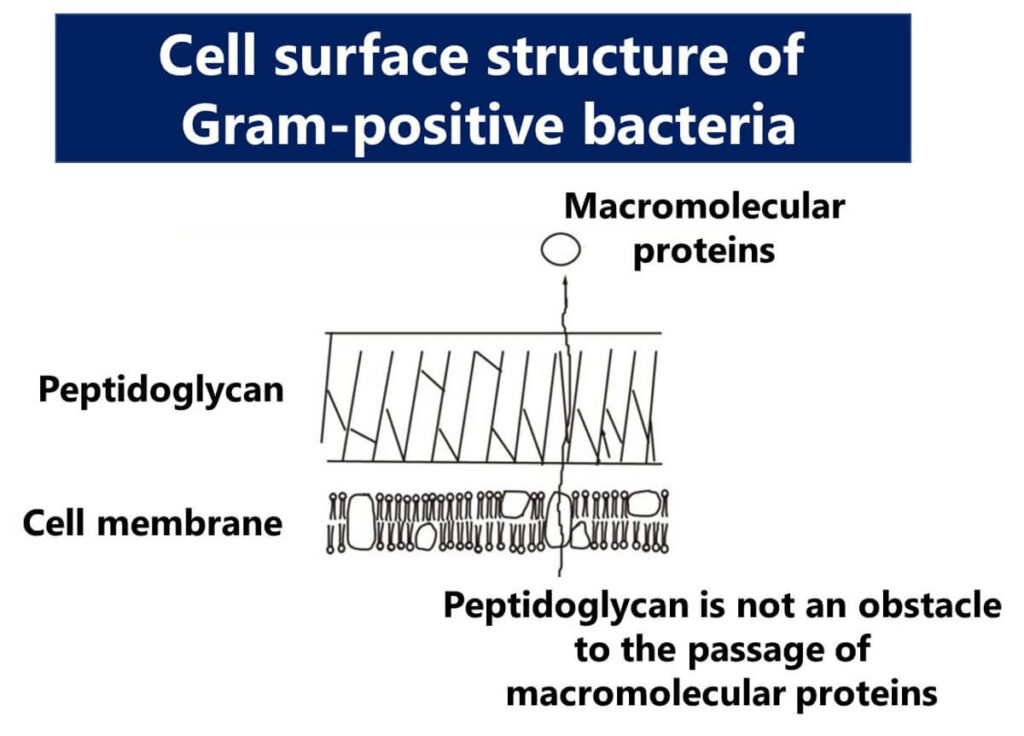 Diagram illustrating the cell surface structure of Gram-positive bacteria, showing the thick peptidoglycan layer and its ability to allow macromolecular proteins to pass through.