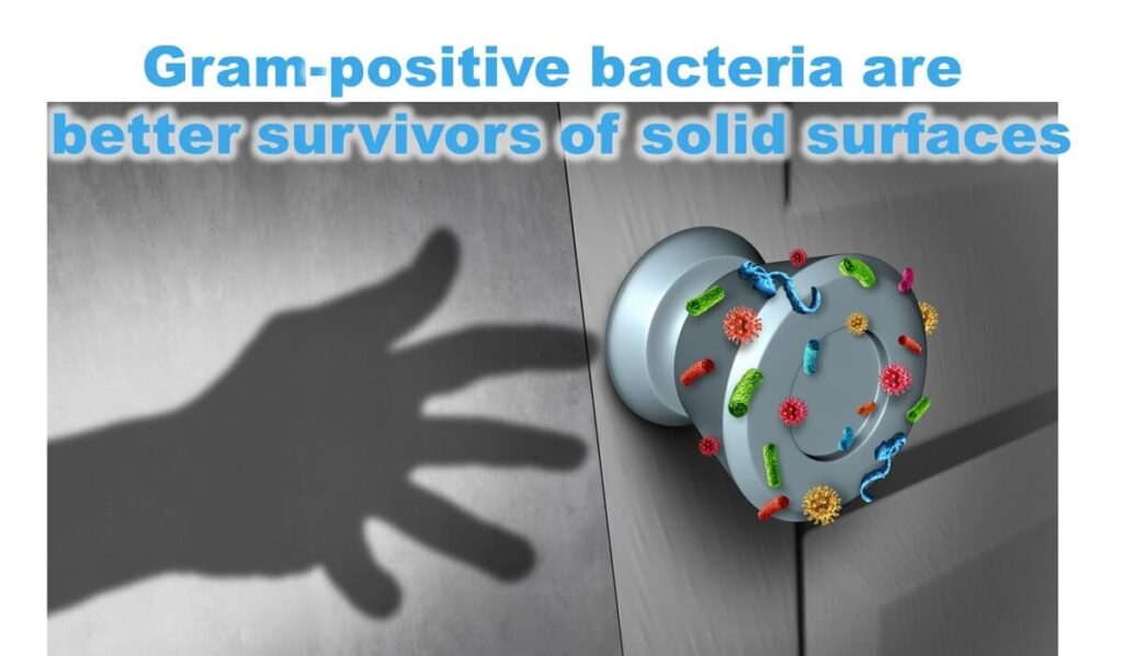 Illustration of Gram-positive bacteria surviving on a doorknob, showcasing their adaptability to solid surfaces in dry environments.