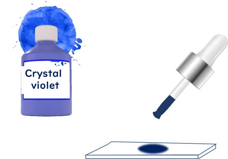 Step 1 of Gram staining: Applying crystal violet dye to bacterial cells for initial staining.