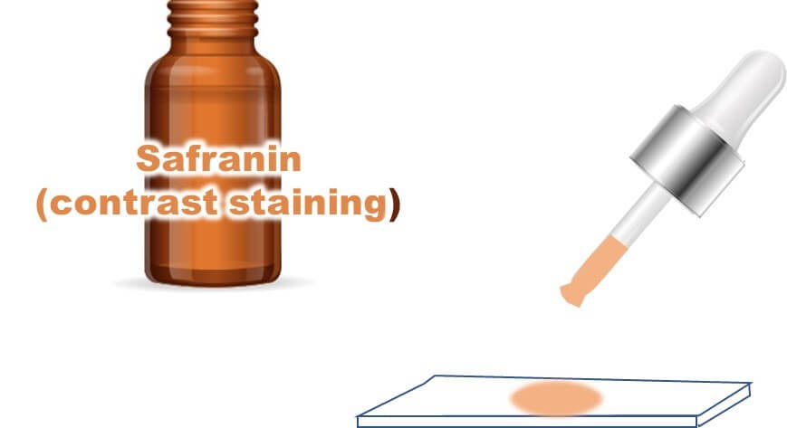 Step 3 of Gram staining: Applying safranin as a counterstain to differentiate Gram-negative bacteria (pink) from Gram-positive bacteria (purple).
