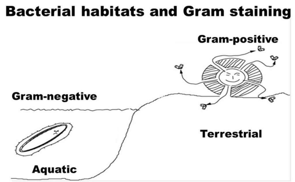 Illustration of the habitats of gram-negative and gram-positive bacteria.