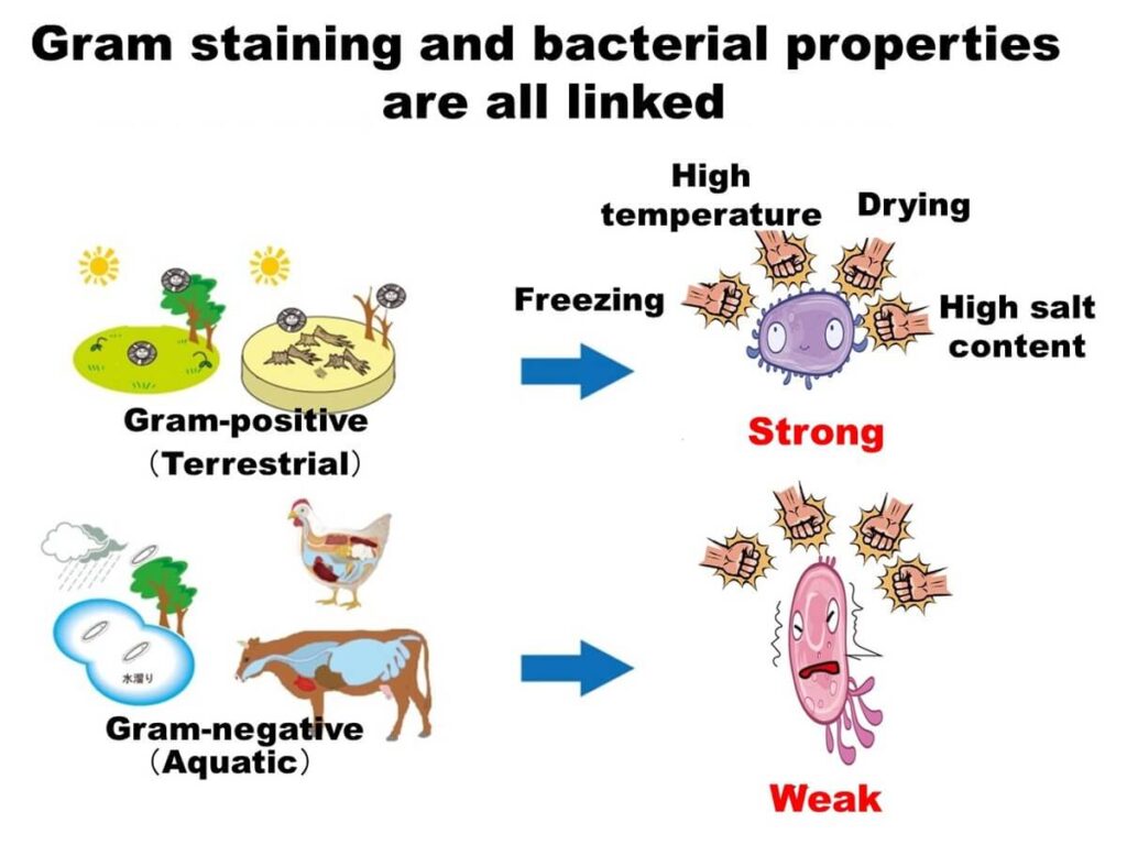 Illustration linking Gram staining results to the environmental resilience of Gram-positive and Gram-negative bacteria, showing survival under conditions like high temperature, drying, and freezing.