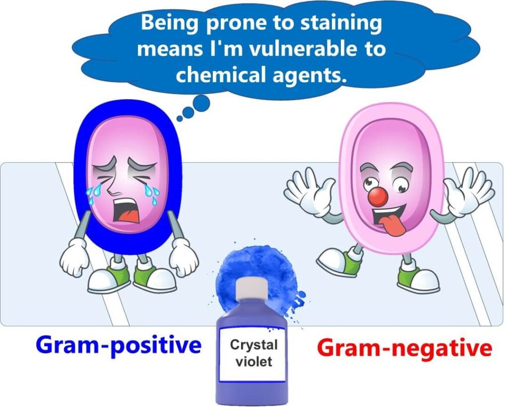 Cartoon illustration comparing Gram-positive and Gram-negative bacteria's staining and resistance to chemical agents, highlighting Gram-positive bacteria's strong staining with crystal violet and their higher vulnerability to chemicals.