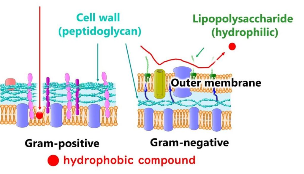 Summary of differences between the cell surface layers of Gram-positive and Gram-negative bacteria.