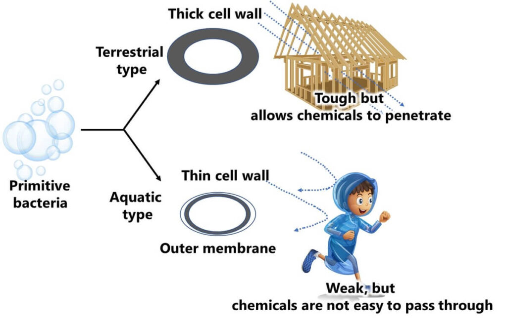 Illustration showing ease of passage of substances in Gram-positive and Gram-negative bacteria.
