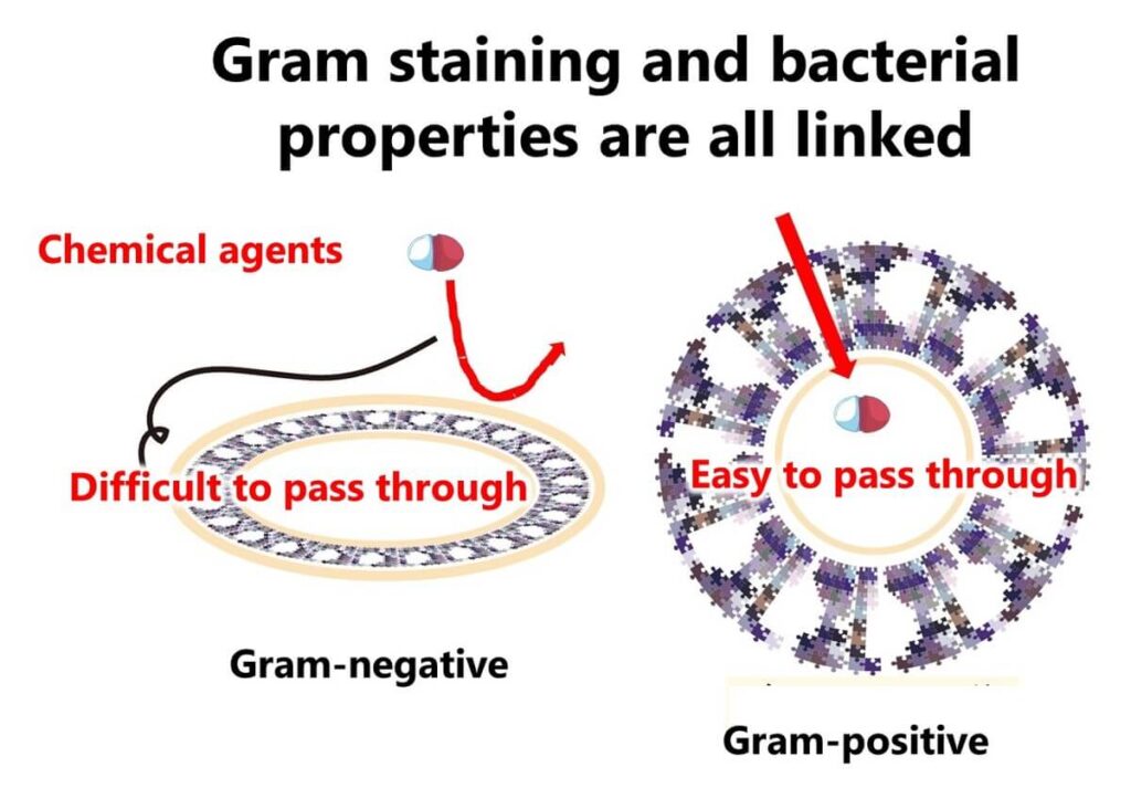 Diagram comparing Gram-negative and Gram-positive bacteria, highlighting the resistance of Gram-negative bacteria to chemical agents and the permeability of Gram-positive bacteria.