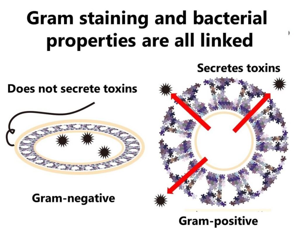 Illustration showing the relationship between Gram-negative and Gram-positive bacteria and infectious toxin-type food poisoning.

