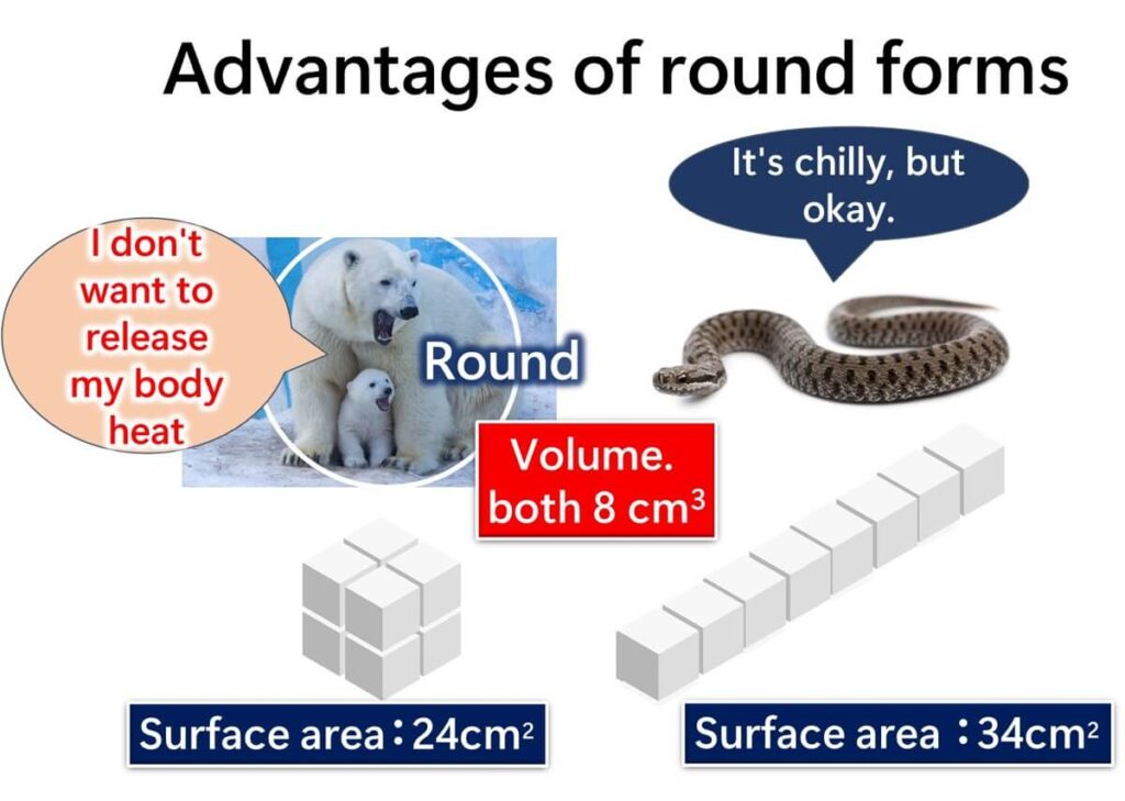 Illustration showing the relationship between the shape and surface area of organisms.