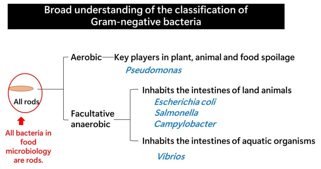 Organization chart of Gram-negative bacteria in food microbiology
