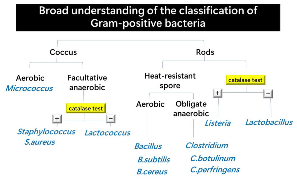 Organization chart of Gram-positive bacteria in food microbiology