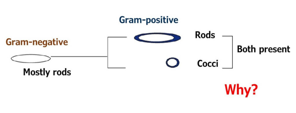 Gram-negative bacteria are mostly rods, while gram-positive bacteria include cocci and rods.