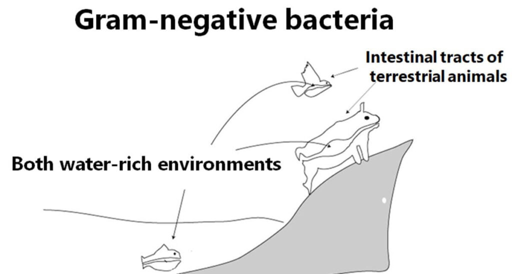 Illustration showing habitats of Gram-negative bacteria in water-rich environments, including aquatic settings and intestinal tracts of terrestrial animals.