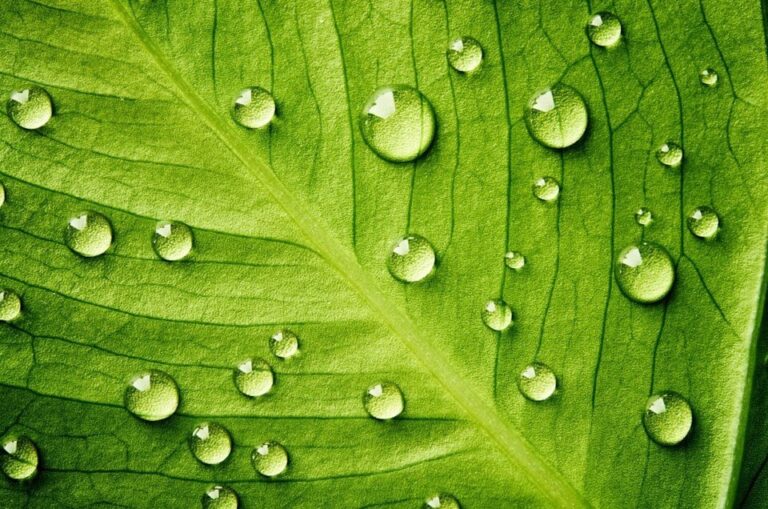 Close-up image of water droplets on a leaf surface, illustrating moisture-rich environments where Gram-negative bacteria can thrive.