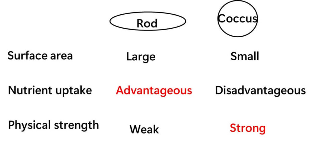 Summary of advantages and disadvantages of cocci and rods.