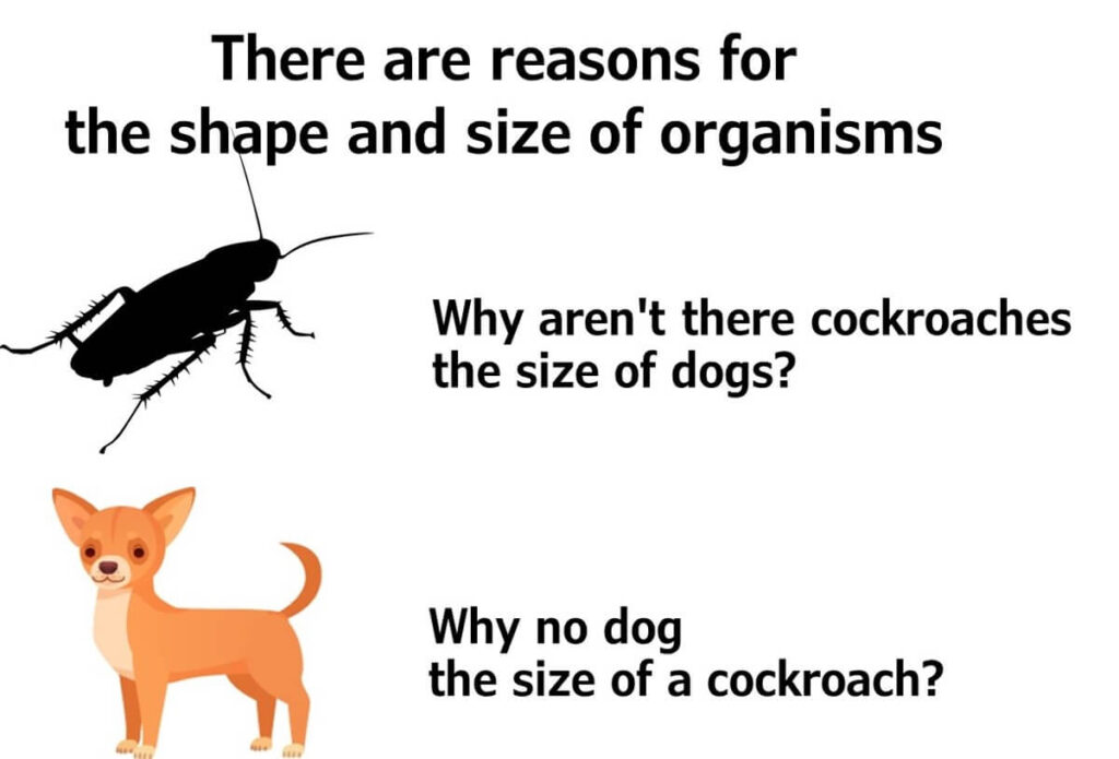 Illustration showing why cockroach-sized dogs do not exist.