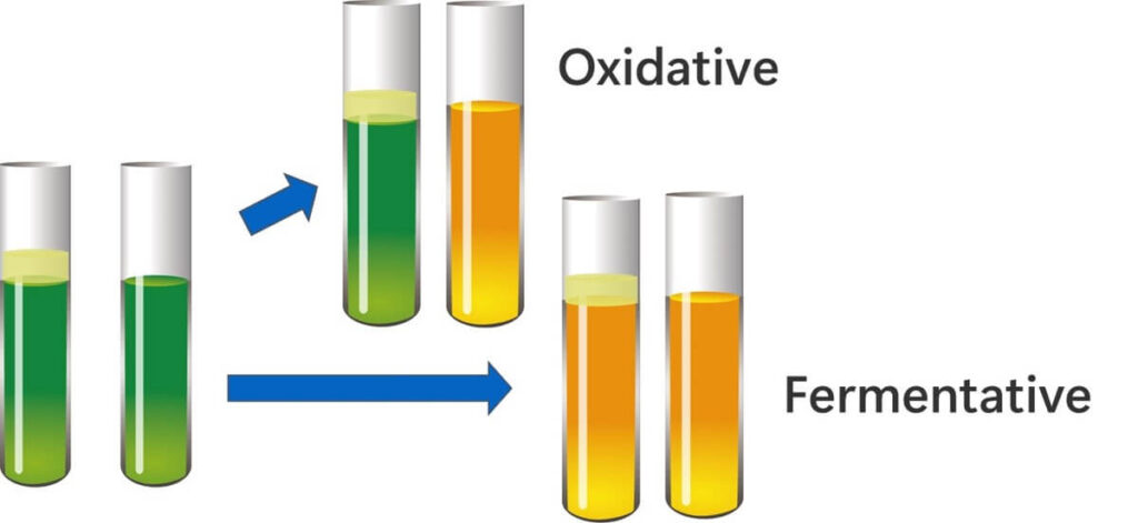 Overview of the results of the OF test experiment.