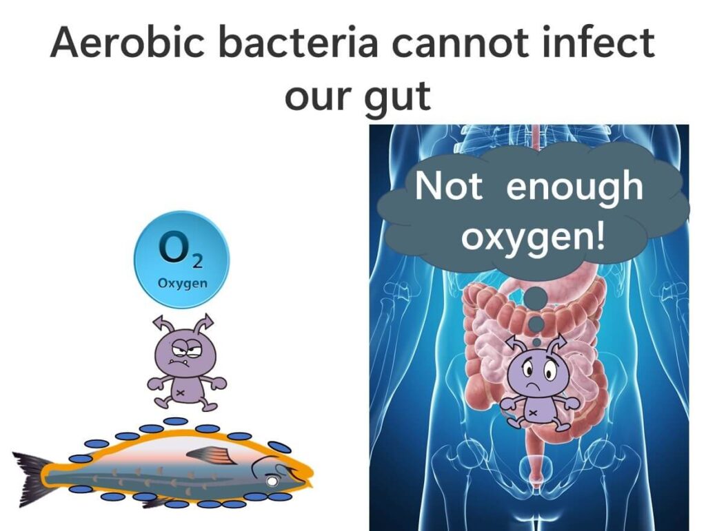 Aerobic bacteria cannot cause infections in the human gut.