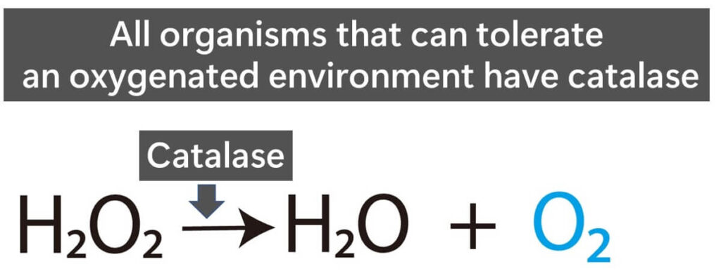 Chemical equation for catalase.