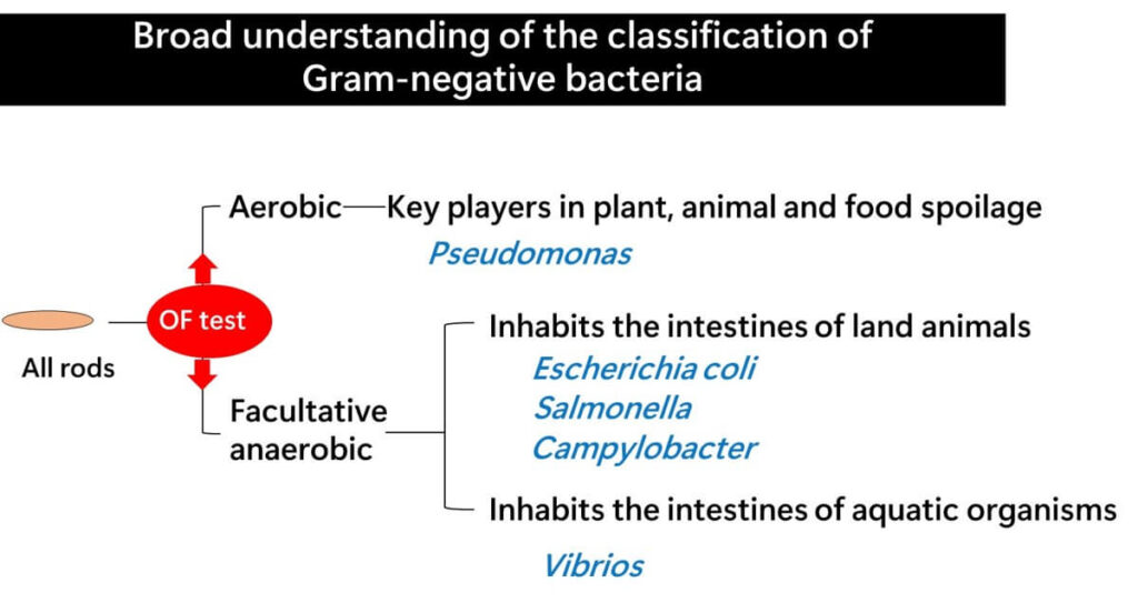 Chart of Gram-negative bacteria that appear in food microbiology.