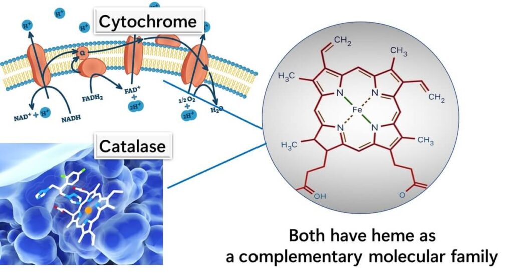 Electron transfer system and the relationship between catalase and heme structure.