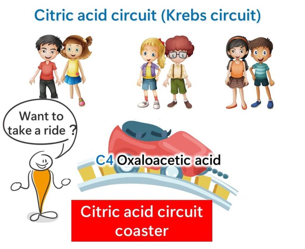 Put the two-carbon compound on the citric acid circuit.