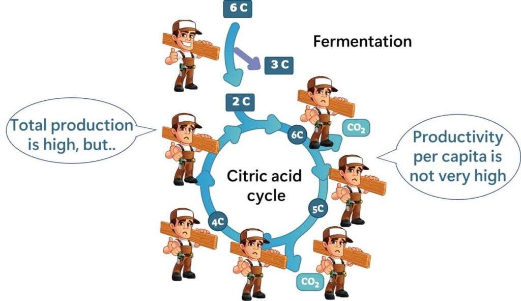 The citric acid circuit produces a lot of energy, but it also requires a lot of enzymes.