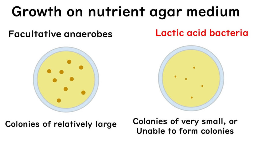 Differences in growth colonies of lactic acid bacteria on nutrient-rich agar and standard agar media.