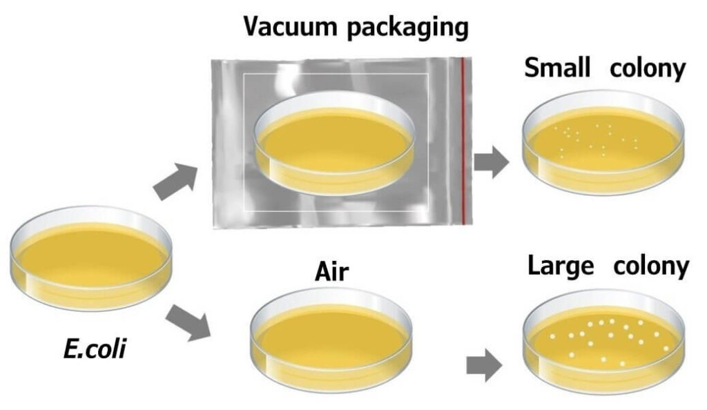 Differences in size between vacuum-packed and air-borne colonies of Escherichia coli on agar media.