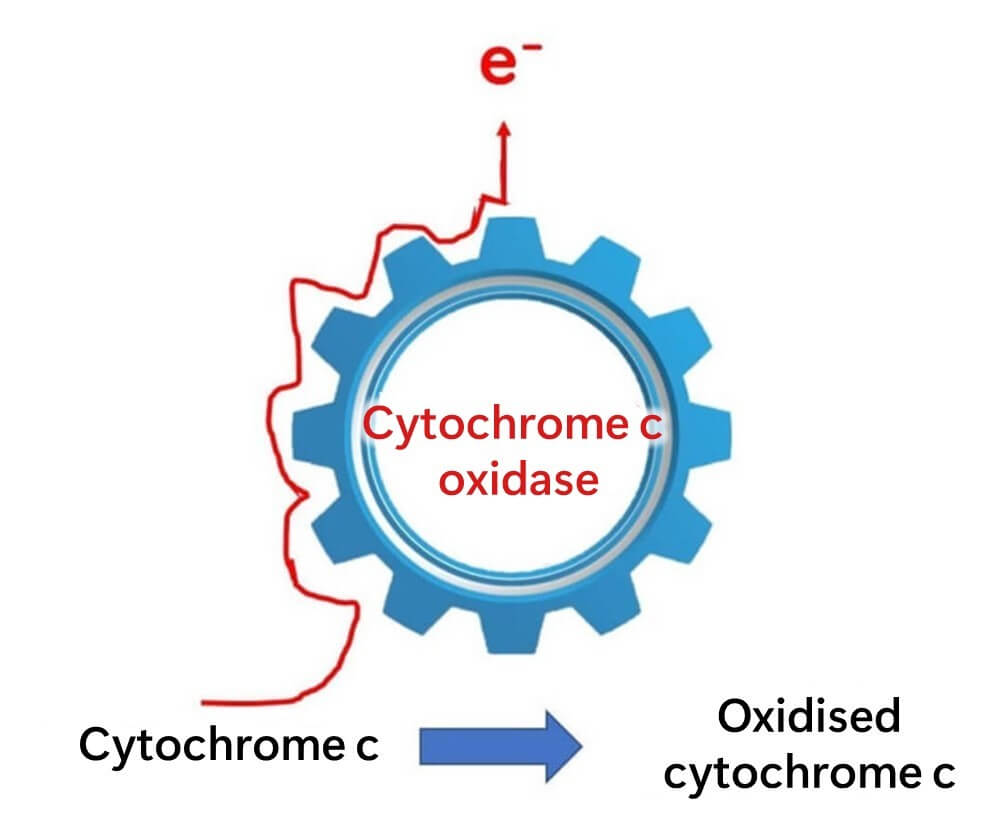 Function of cytochrome c oxidase.
