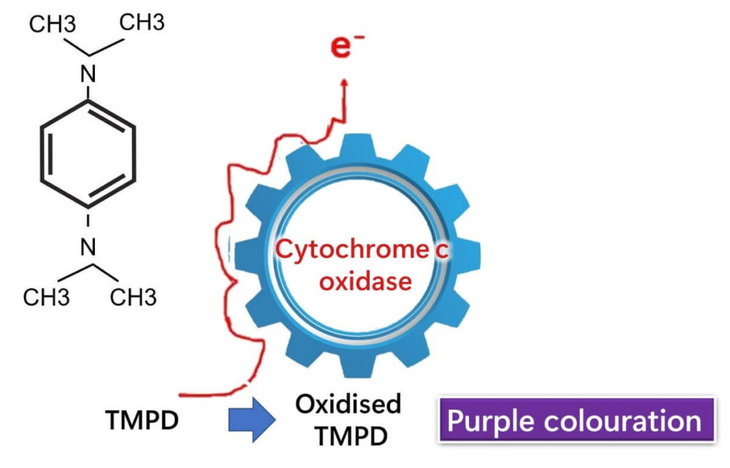 TMPD used for oxidase testing