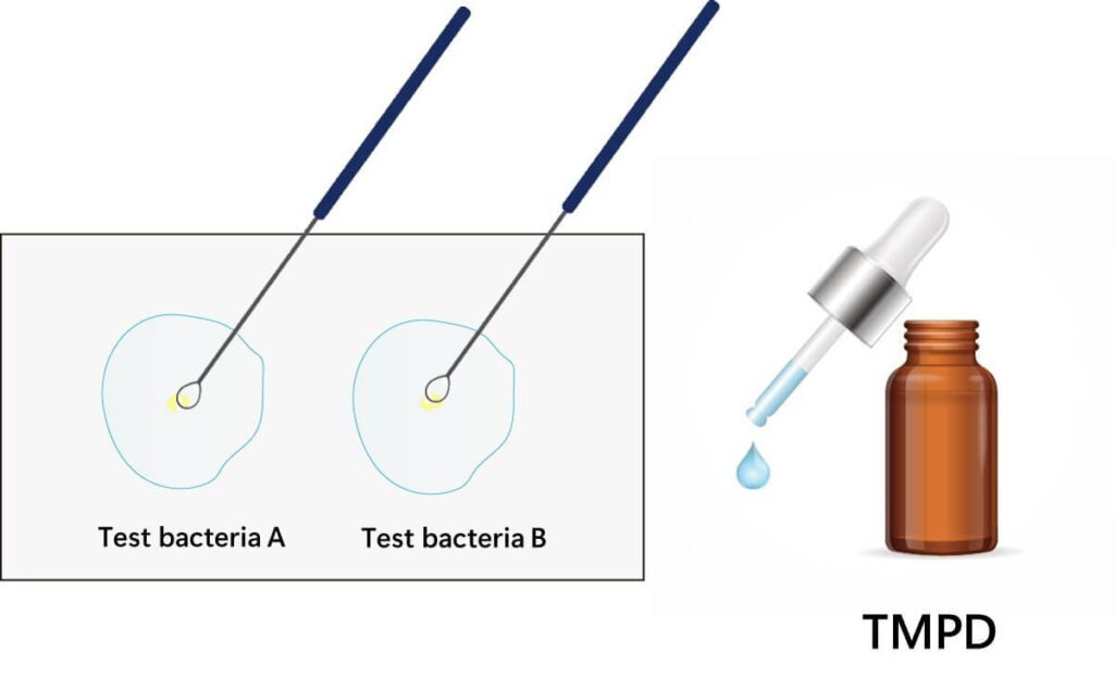 Illustration of an oxidase test with filter paper and reagents.