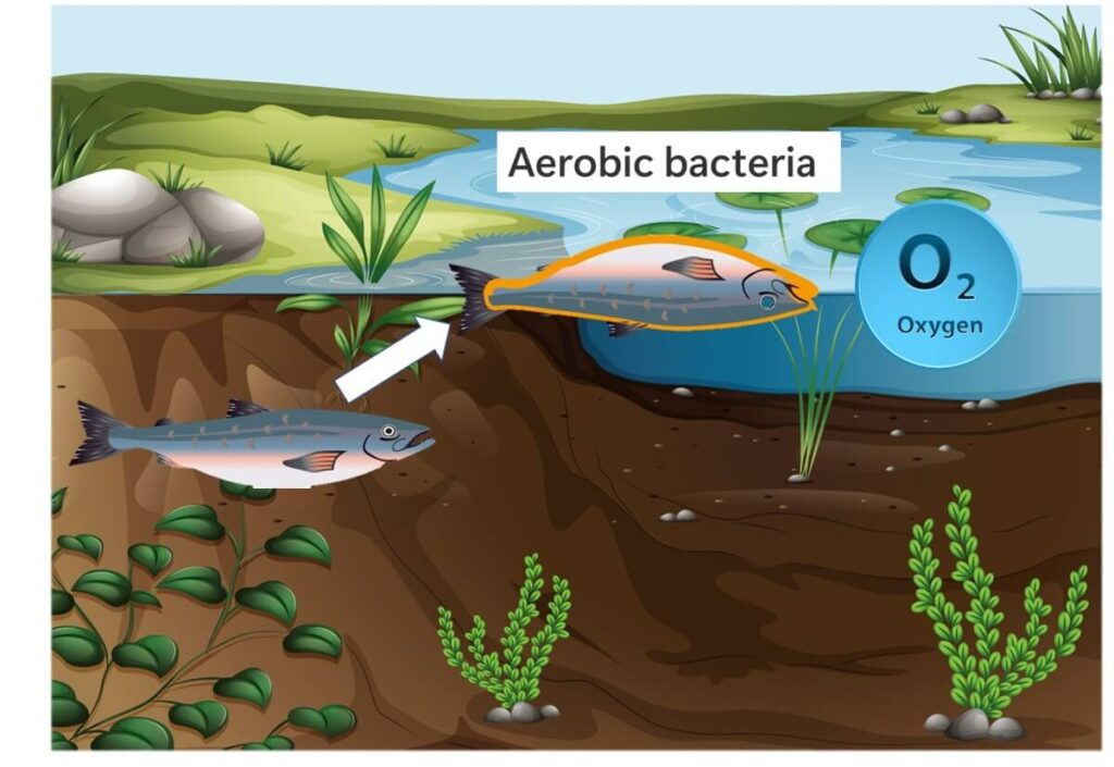 Fish in natural ecosystems are decomposed by aerobic bacteria.