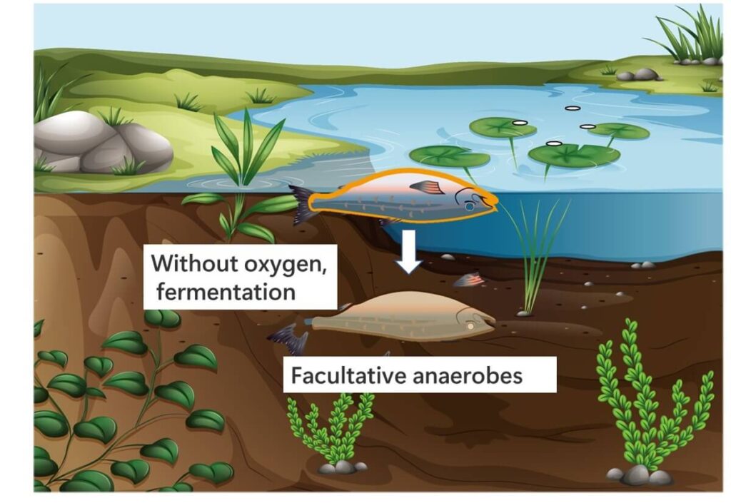 When aerobic bacteria are unable to grow due to lack of oxygen, facultative anaerobic bacteria appear.