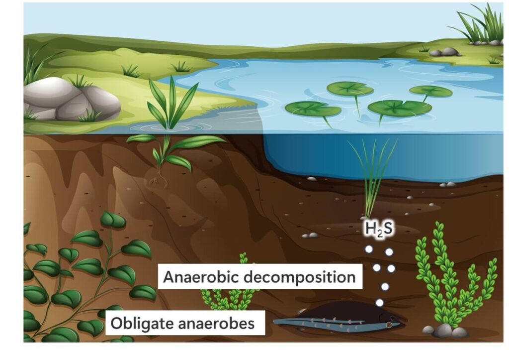 In the ecosystem, obligate anaerobic bacteria break down fish into inorganic matter.