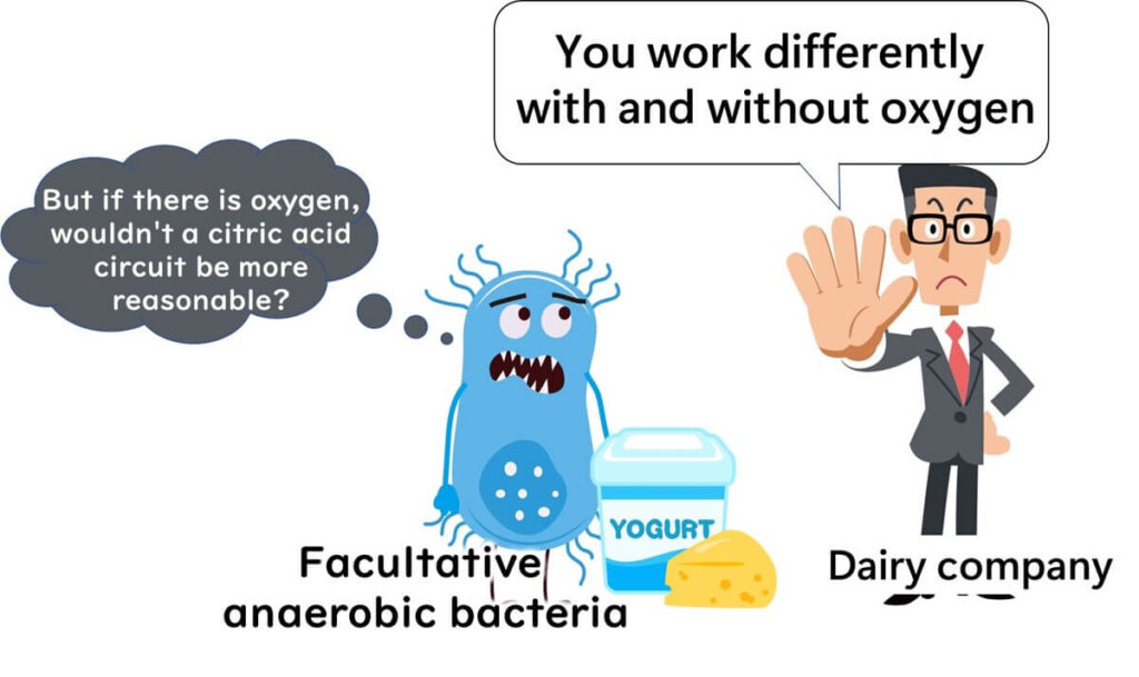 Common facultative anaerobic bacteria are not suitable for the production of fermented foods.