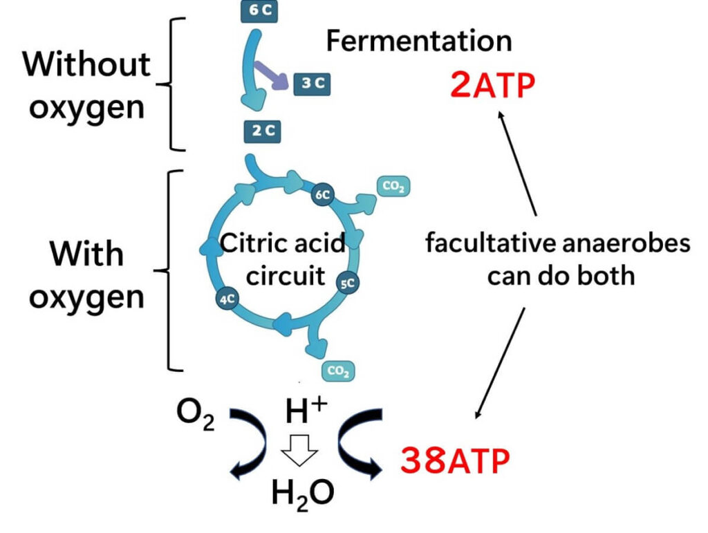 Summary of metabolic pathway maps of the glycolytic and citric acid circuits.