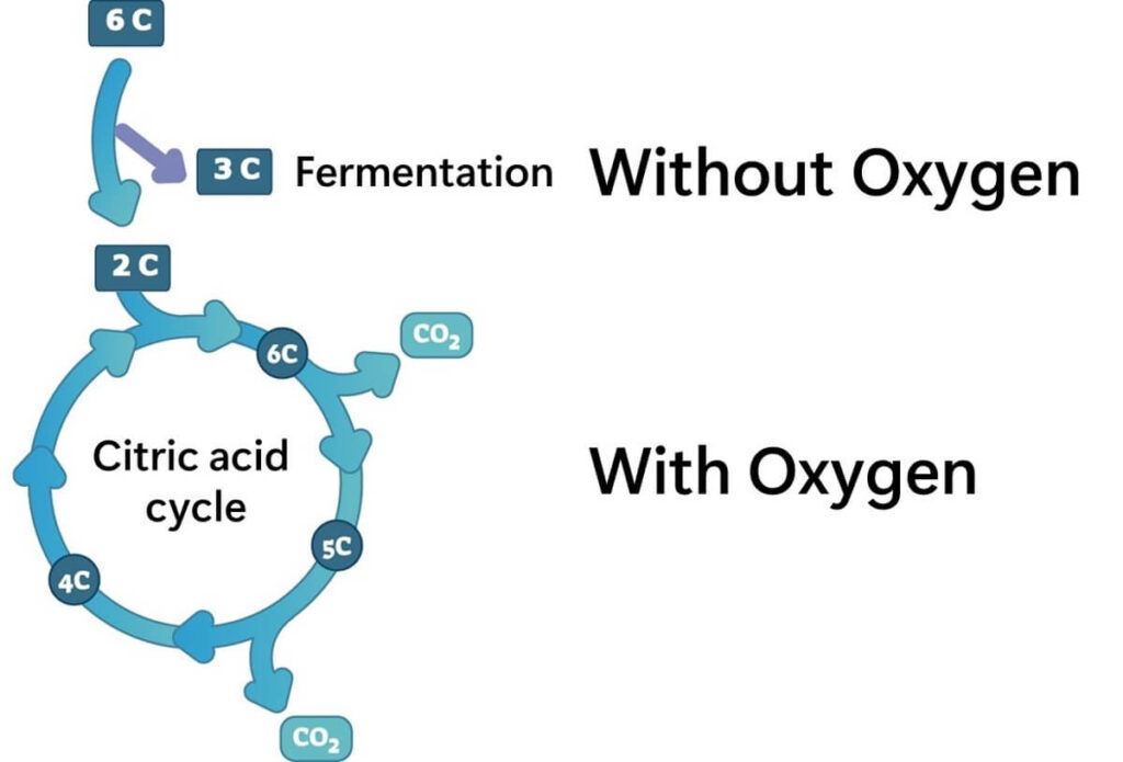 Citric acid circuit and fermentation metabolism