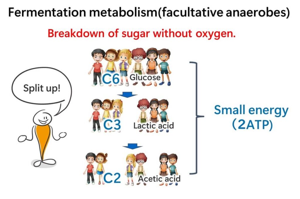 The glycolytic system is explained in an easy-to-understand, parable-like manner.