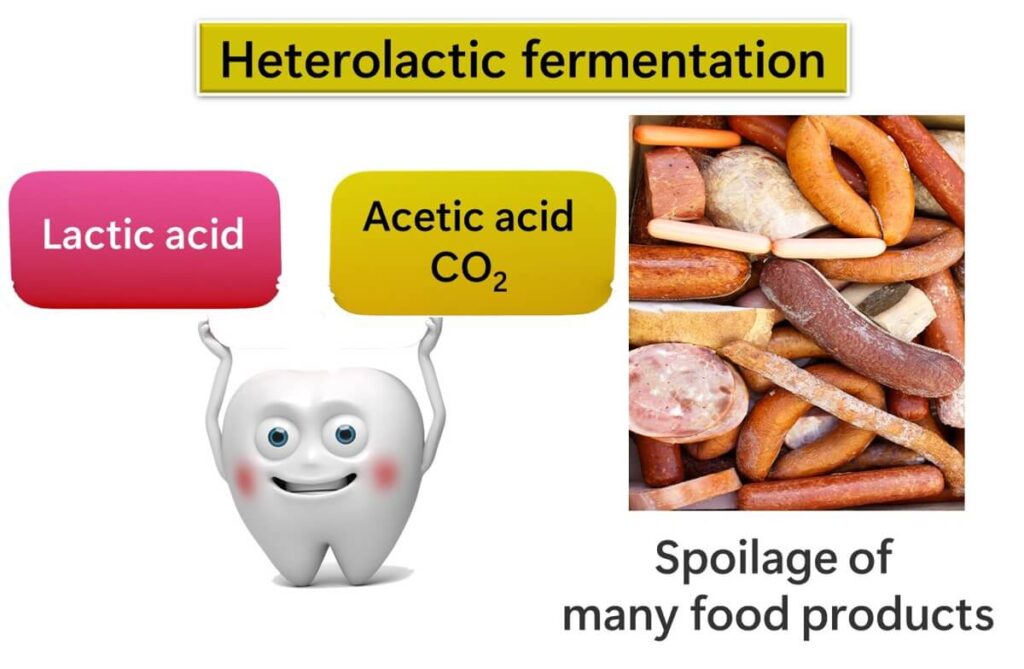 Hetero-fermentation by lactic acid bacteria.