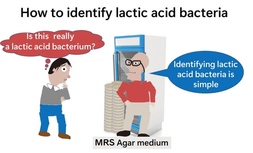 Illustration of microbiologists discussing the identification of lactic acid bacteria using MRS agar medium, focusing on distinguishing lactobacilli.