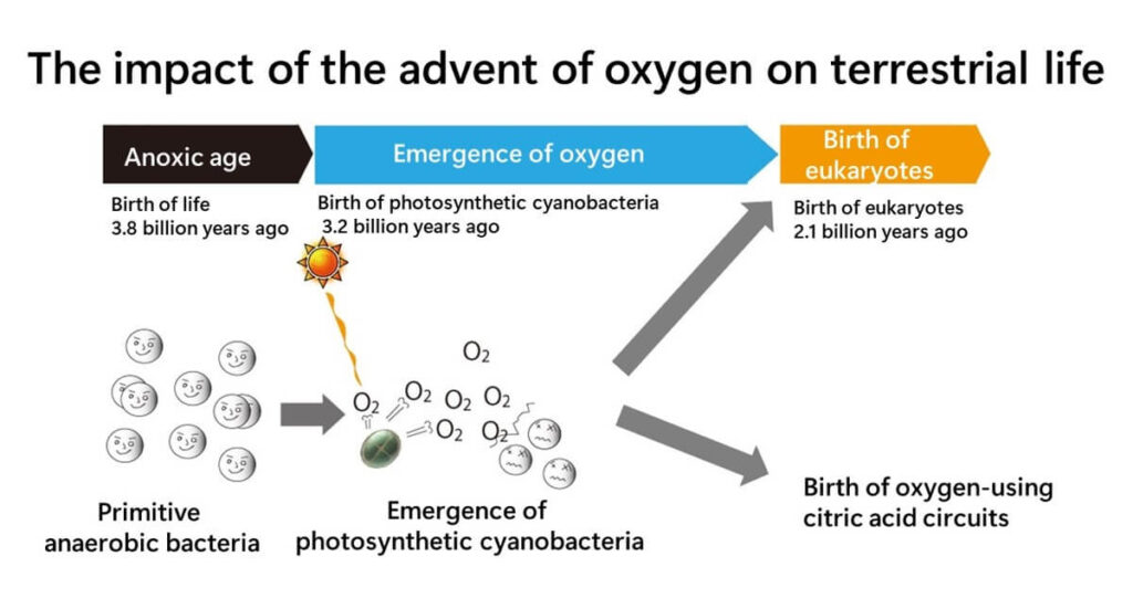 Timeline illustration of oxygen's emergence on Earth, highlighting the transition from an anoxic age to photosynthetic cyanobacteria and the birth of eukaryotes.