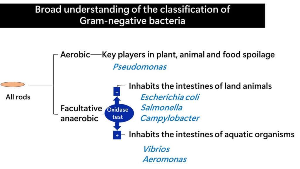 The place of the oxidase test in the classification chart for Gram-negative bacteria.