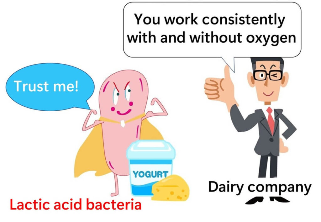 Lactic acid bacteria are suitable for fermented foods