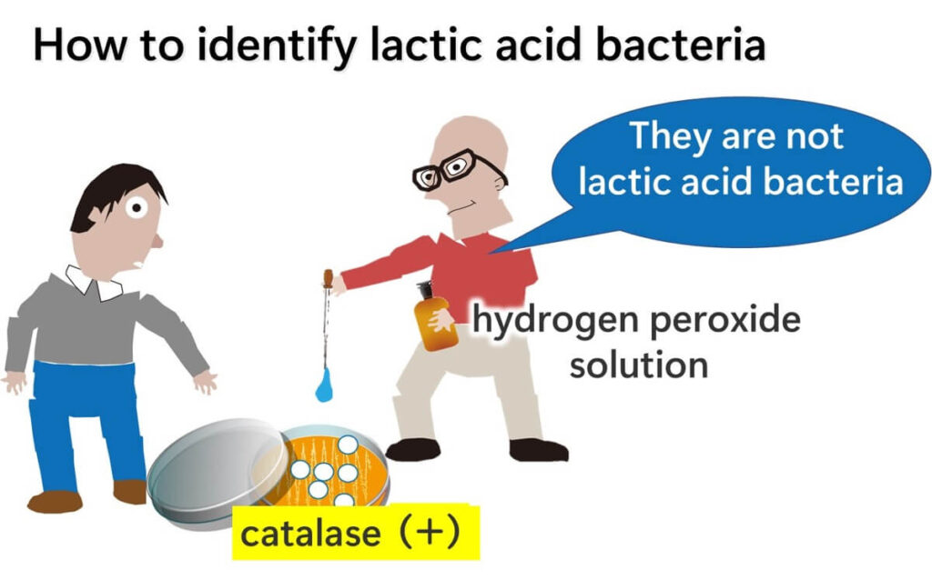 A man explains that hydrogen peroxide can easily be used to identify lactobacilli.