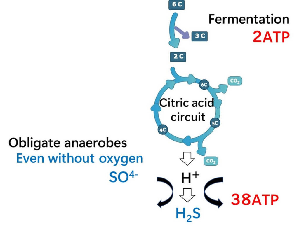 The final hydrogen receptor for obligate anaerobes is the sulfate ion.