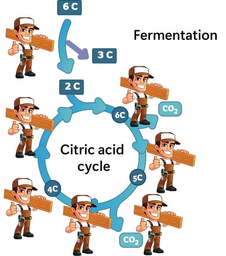 Enzymes required for fermentation metabolism and citric acid circuits.