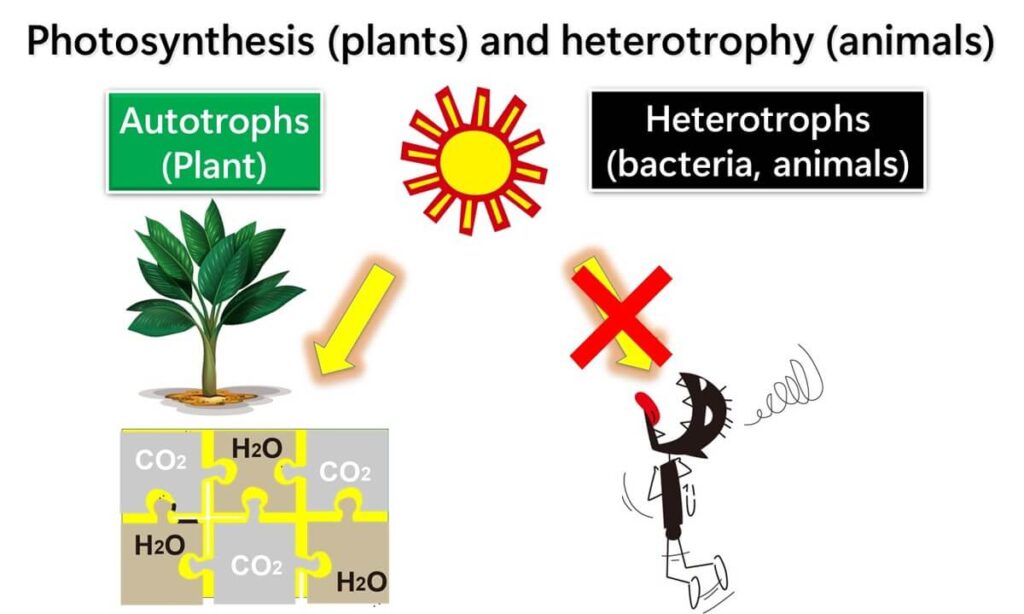 Comparison of photosynthesis in plants and heterotrophs in animals.