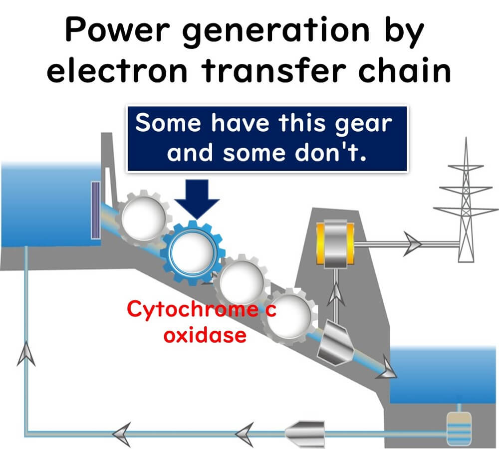 Illustration showing how energy is produced in the electron transfer system.