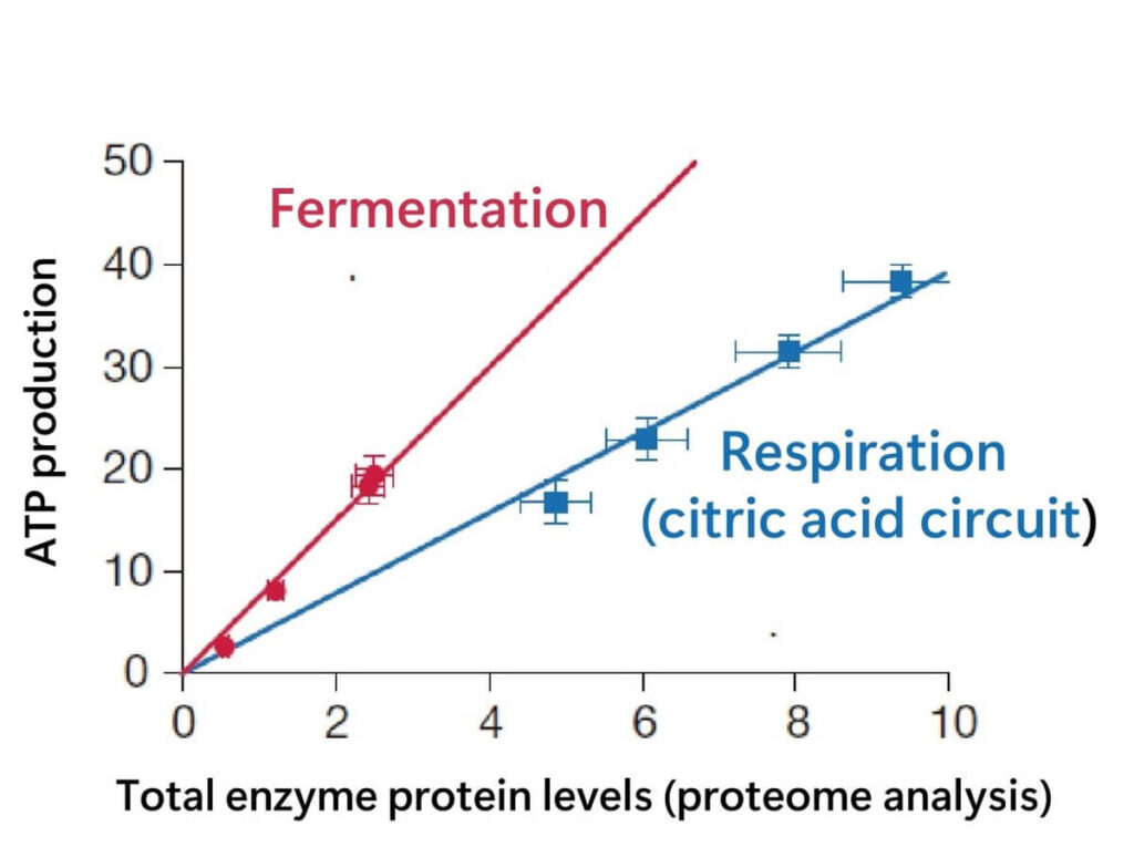 Graph comparing energy production per enzyme protein between fermentation metabolic system and citric acid circuit.